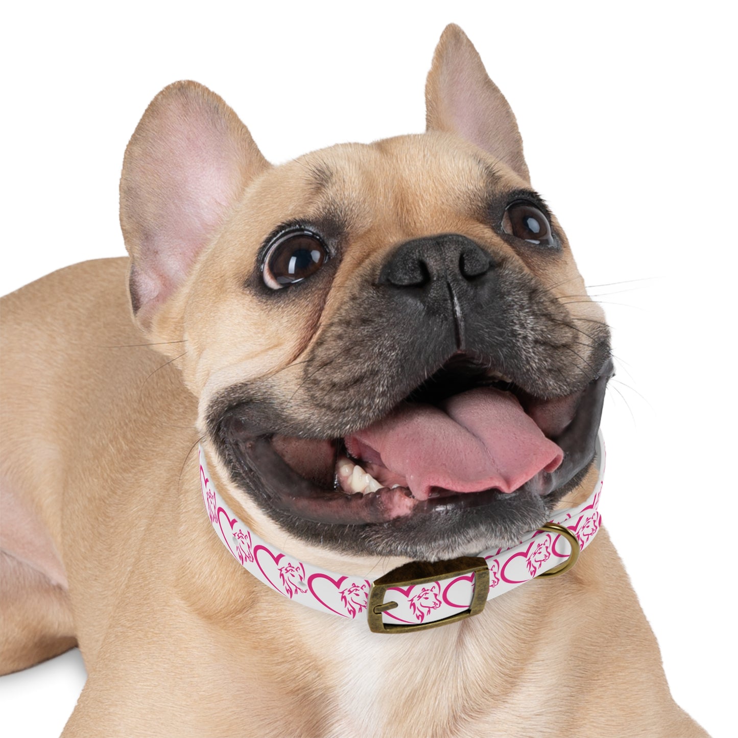 Wasabi Aftercare Dog Collar